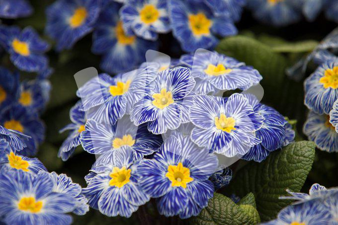 vvbvanbree bloemen en planten j  3157